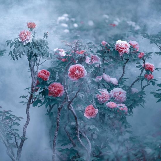 （菏澤市曹州牡丹園。圖片來源：郝傳云《百年芳華》）